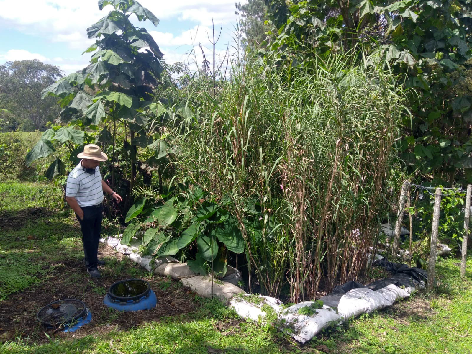 Biofiltro con humedal artificial en operacion